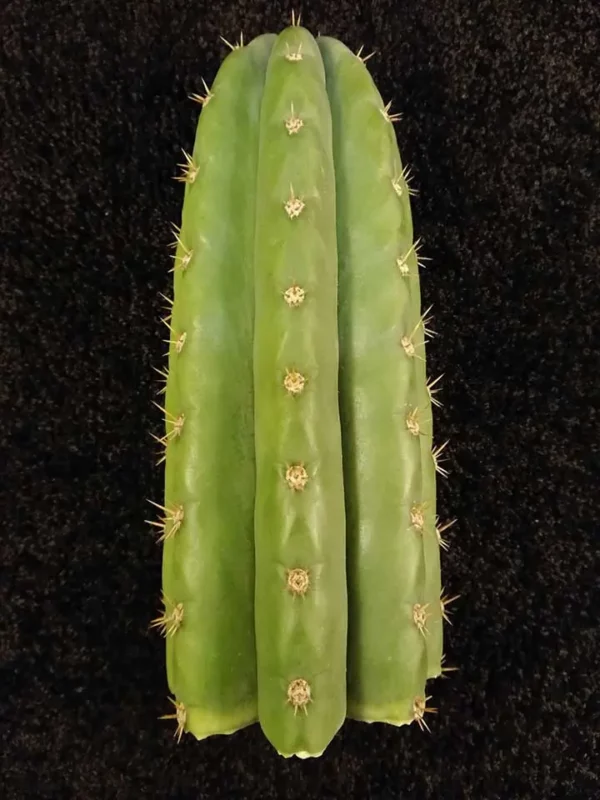 Trichocereus pachanoi 20 cm