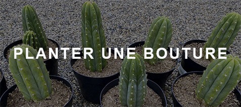 Planter une bouture de cactus san pedro echinopsis pachanoi