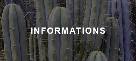 Cactus Trichocereus bridgesii, illustrant des spécimens pour des informations sur le cactus San Pedro et les espèces proches