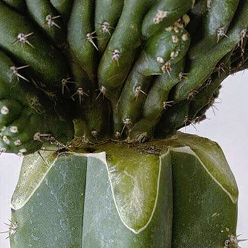 Cactus San Pedro, porte-greffe