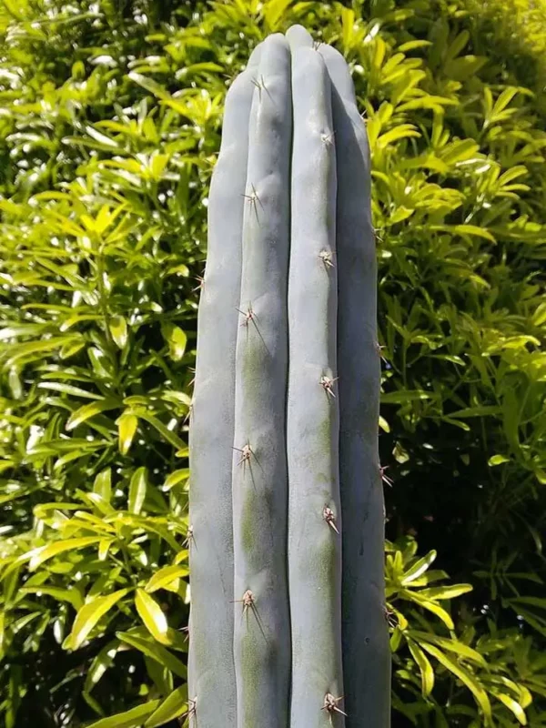 Cactus Echinopsis hybride, croisement entre Trichocereus bridgesii et Echinopsis peruviana, en extérieur