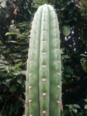 Echinopsis pachanoi, (cactus san pedro) en extérieur en plein soleil