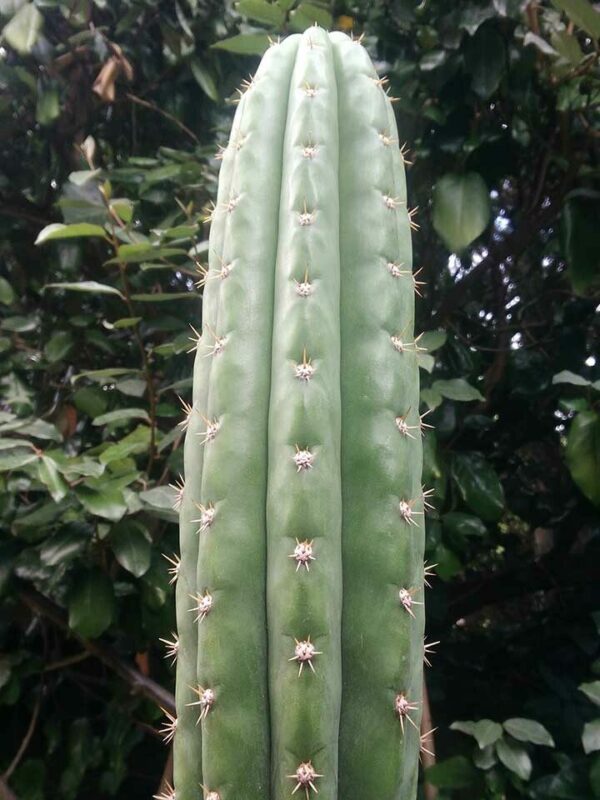 Cactus Echinopsis pachanoi en extérieur