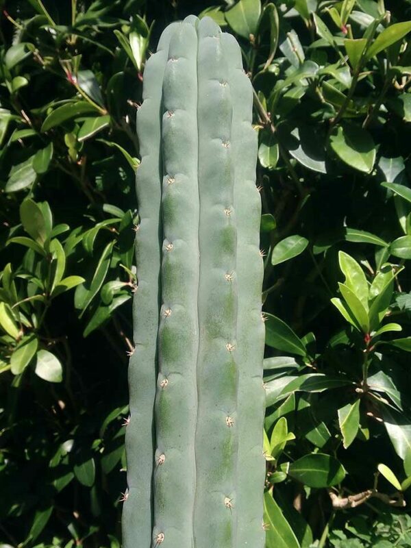 Cactus Echinopsis pachanoi Nadir en extérieur