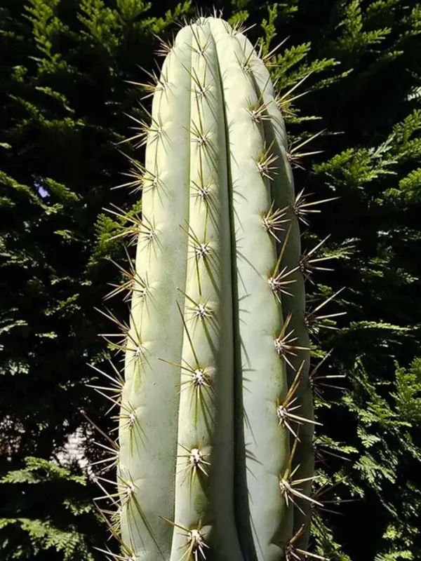 Cactus Echinopsis peruviana en extérieur