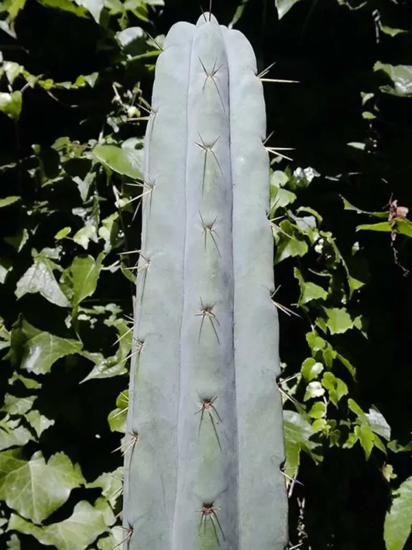 Cactus Echinopsis lageniformis en extérieur