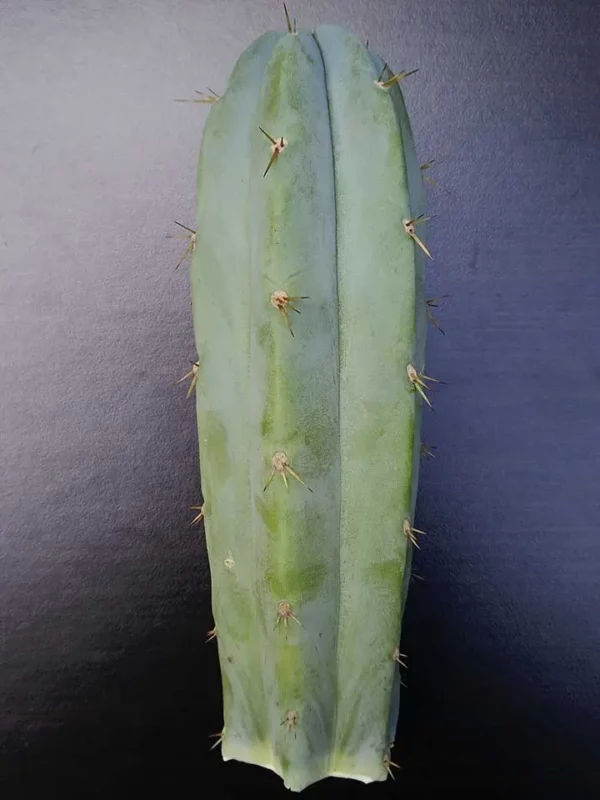 Echinopsis hybride 20 cm