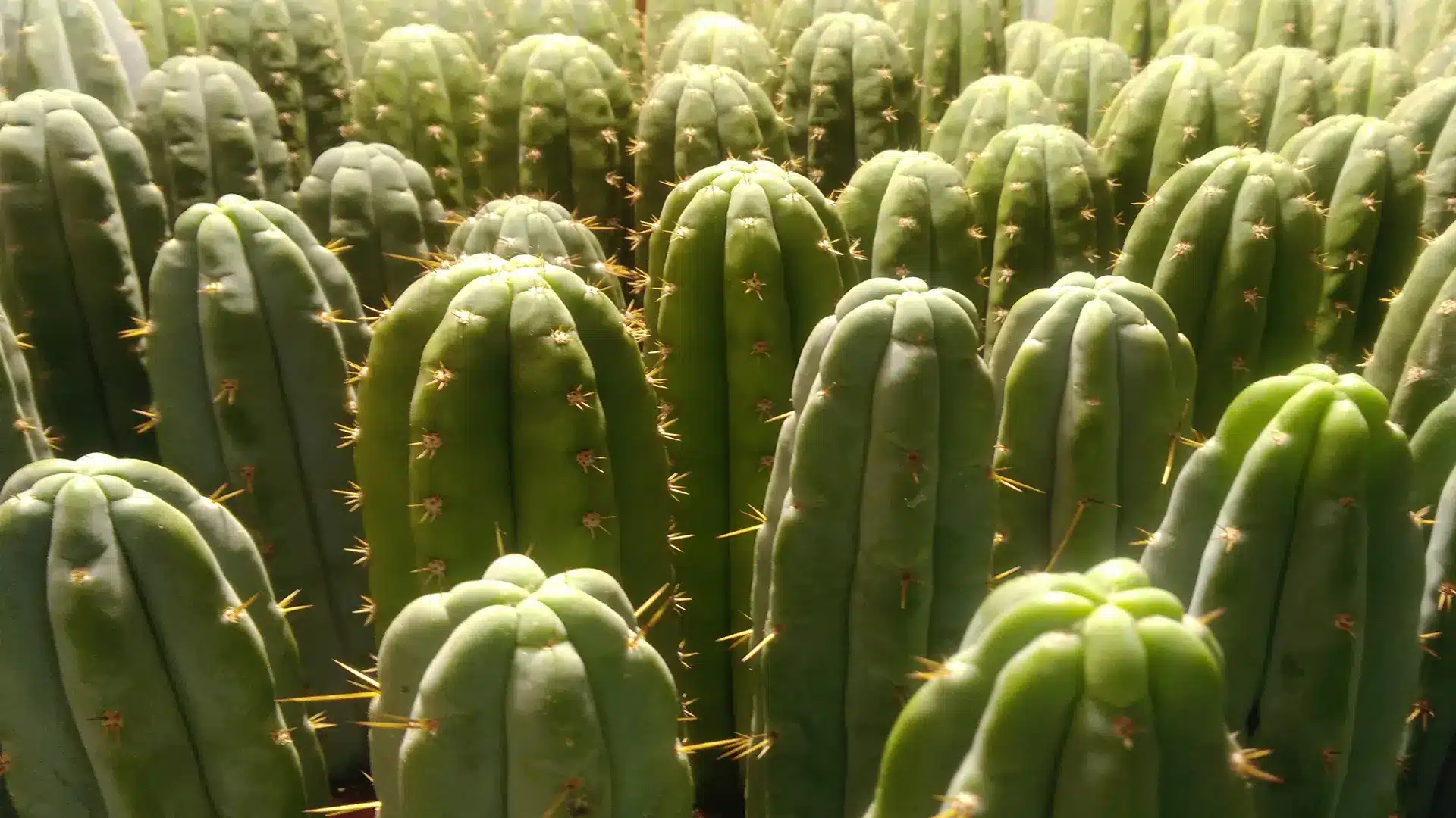 Echinopsis pachanoi, lageniformis et peruviana enracinés sous lampe de culture par mauvais temps