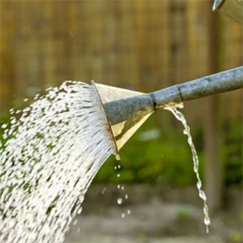 Arrosoir en métal avec de l'eau coulant du pommeau, illustrant l'arrosage des cactus