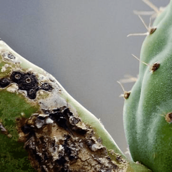 Peau abîmée d'un cactus, illustrant les maladies et les nuisibles