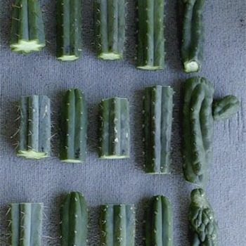 Coupe de cactus Echinopsis pachanoi et Peruvianus avec et sans apex, prêtes à planter pour la propagation