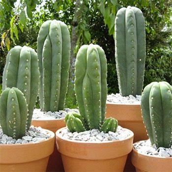 Cactus San Pedro dans des pots en terre cuite