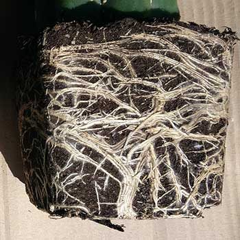 Motte de racines d'Echinopsis pachanoi sortie de son pot et prête à être rempotée